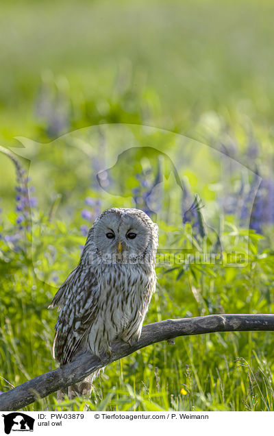 ural owl / PW-03879