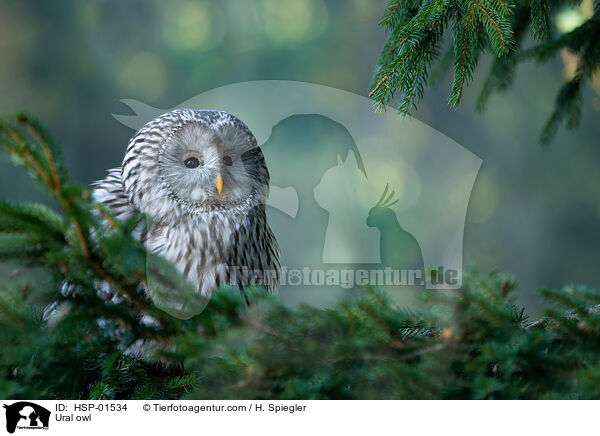 Habichtskauz / Ural owl / HSP-01534