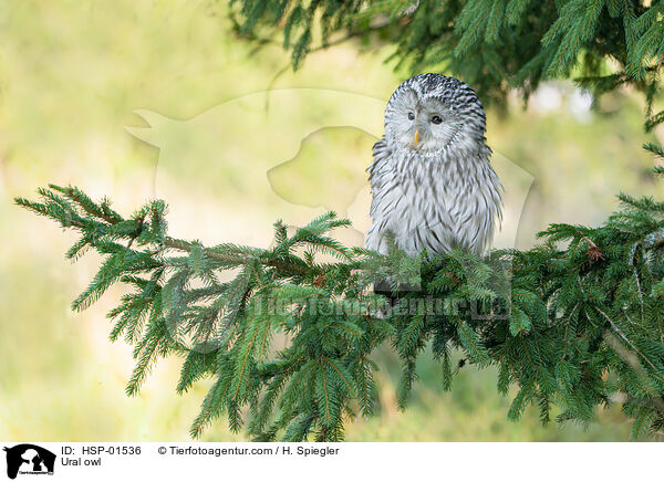 Ural owl / HSP-01536