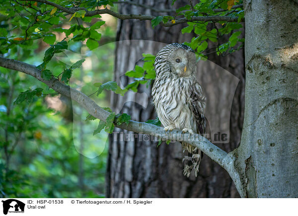 Habichtskauz / Ural owl / HSP-01538