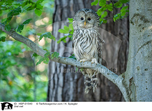 Ural owl / HSP-01540