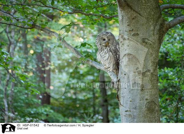 Ural owl / HSP-01542