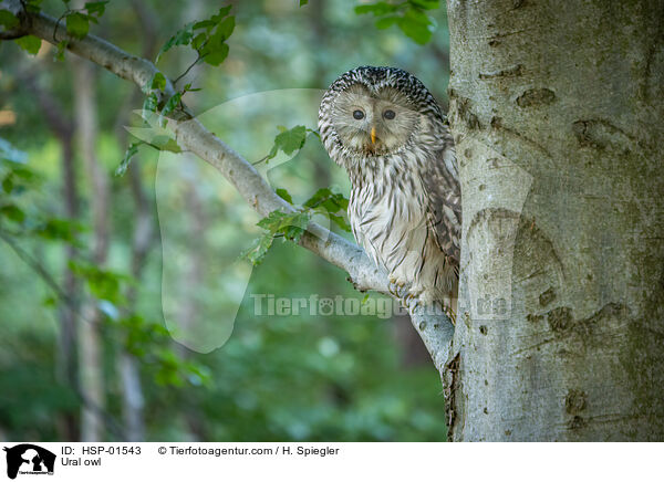Ural owl / HSP-01543