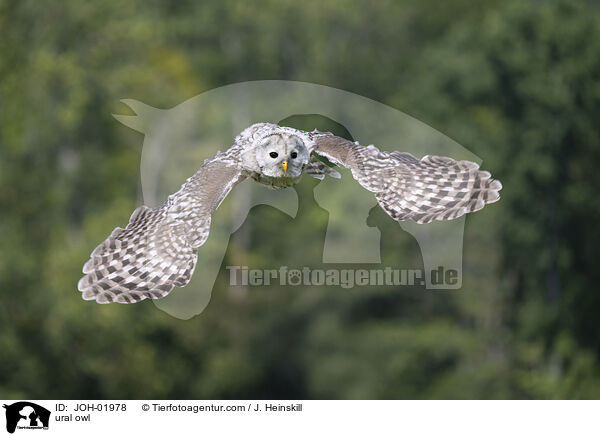 Habichtskauz / ural owl / JOH-01978