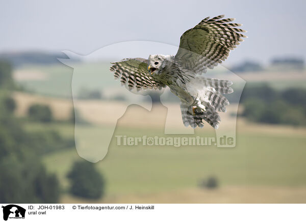 Habichtskauz / ural owl / JOH-01983