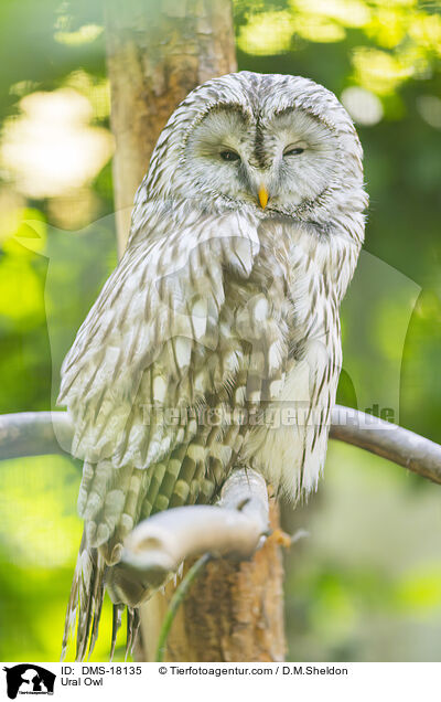 Habichtskauz / Ural Owl / DMS-18135
