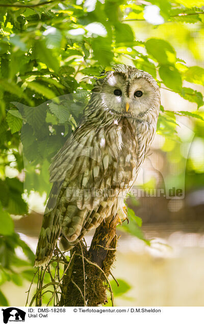 Habichtskauz / Ural Owl / DMS-18268