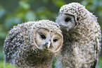 Ural Owls