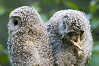 Ural Owls