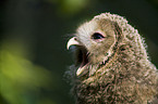 young ural owl