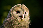 young ural owl