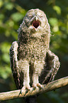 young ural owl