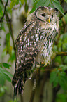 Ural owl