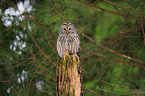 Ural owl