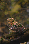 Ural owl