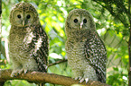 Ural owls