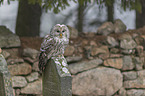 ural owl