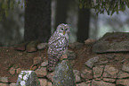 ural owl