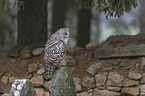 ural owl