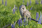 ural owl