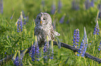 ural owl