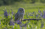 ural owl