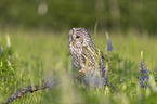 ural owl