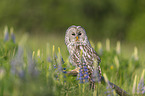 ural owl