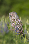 ural owl