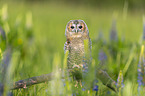 ural owl