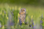 ural owl