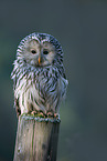 Ural owl