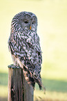 Ural owl