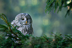 Ural owl