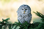 Ural owl