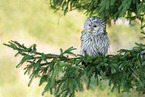 Ural owl