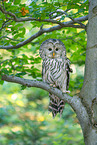 Ural owl