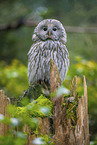 ural owl