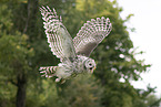 ural owl