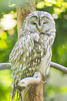 Ural Owl