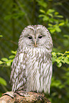 Ural owl