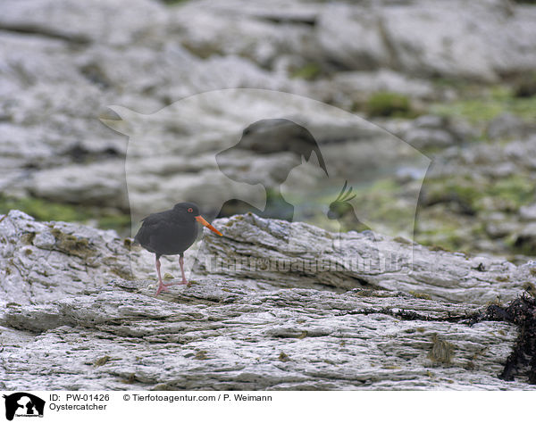 Neuseeland-Austernfischer / Oystercatcher / PW-01426