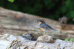 varied thrush