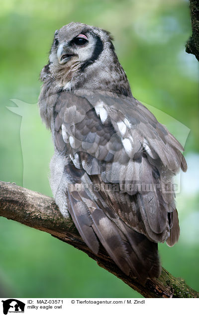 milky eagle owl / MAZ-03571