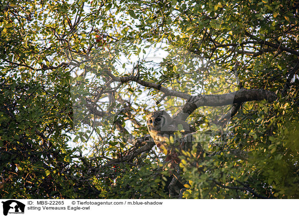 sitting Verreauxs Eagle-owl / MBS-22265