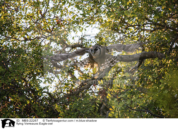 fliegender Milchuhu / flying Verreauxs Eagle-owl / MBS-22267