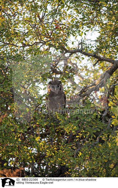 sitzender Milchuhu / sitting Verreauxs Eagle-owl / MBS-22366