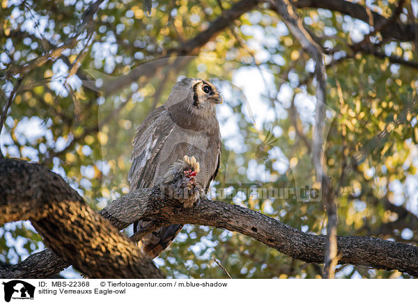 sitzender Milchuhu / sitting Verreauxs Eagle-owl / MBS-22368