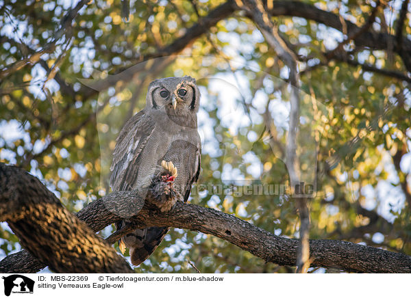 sitting Verreauxs Eagle-owl / MBS-22369