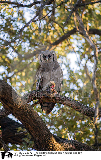 sitting Verreauxs Eagle-owl / MBS-22372